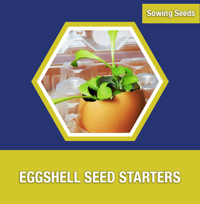 Sowing Seeds: Eggshell Seed Starters