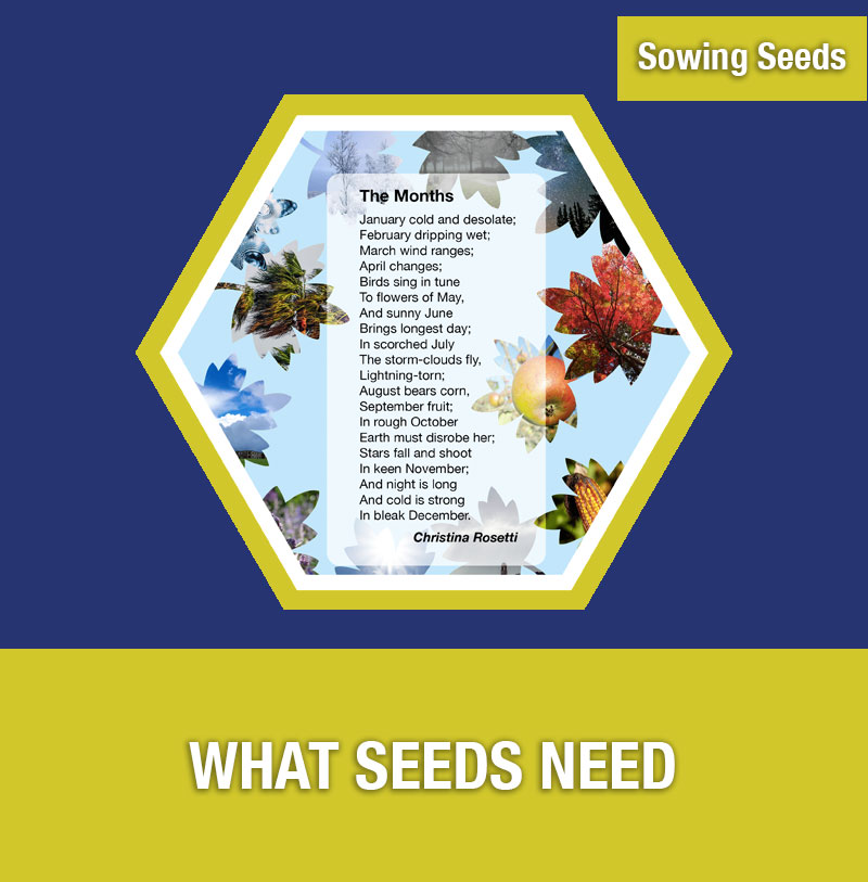 Sowing Seeds: What Seeds Need