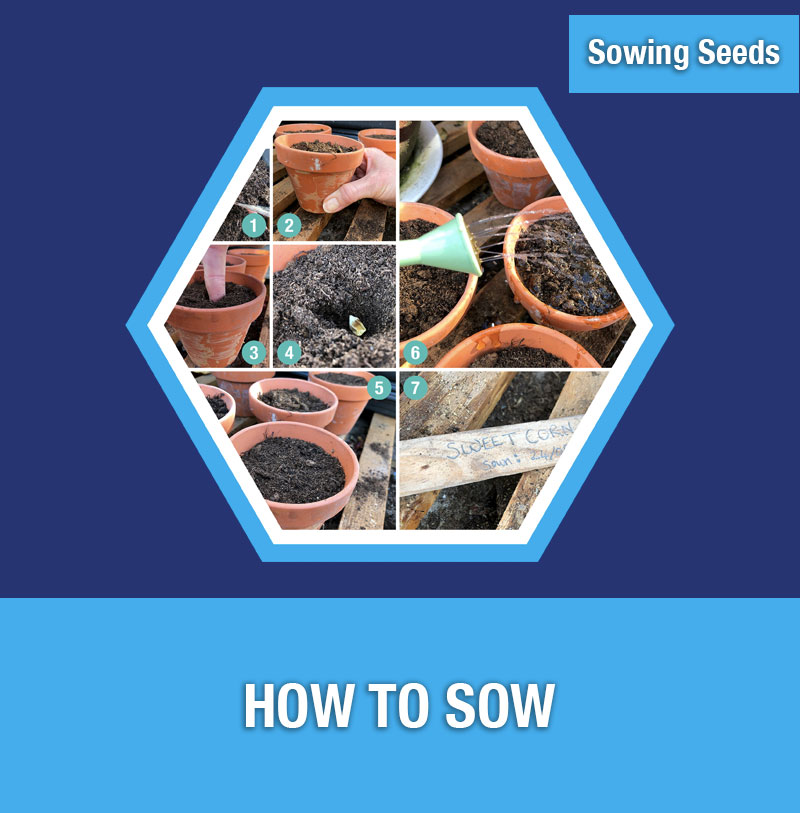 Sowing Seeds: How to Sow