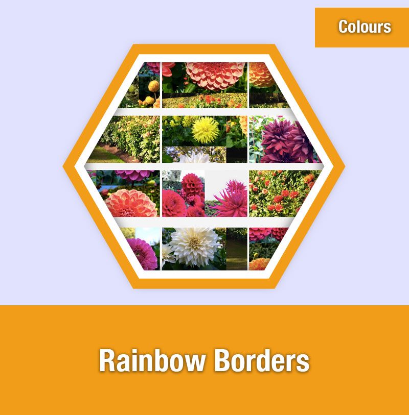 Rainbow Borders | COL-4B | IMAGE PREVIEW