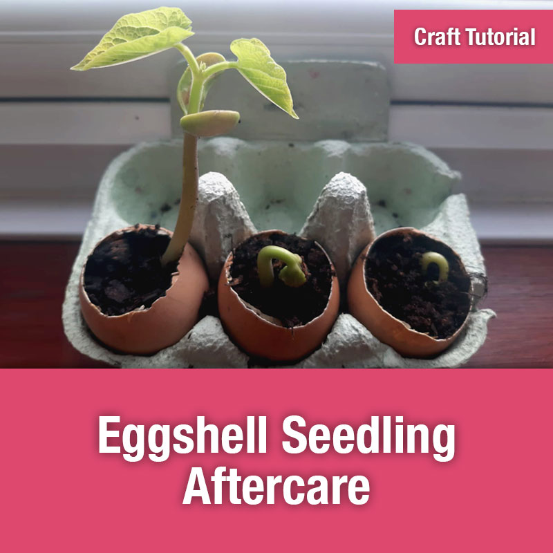 Eggshell Seedling Aftercare Tutorial | IMAGE PREVIEW