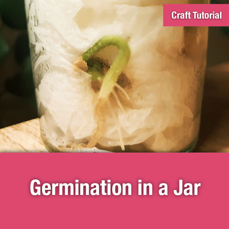 Germination in a Jar Tutorial | IMAGE PREVIEW