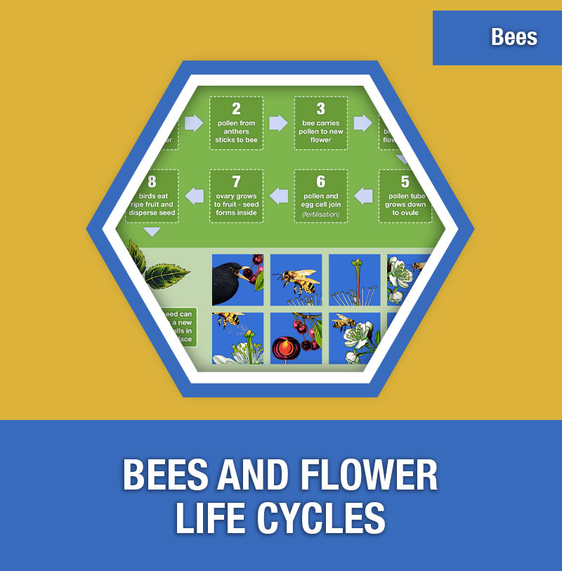 Bee-4A Bees and Flower Life Cycles | Image Preview