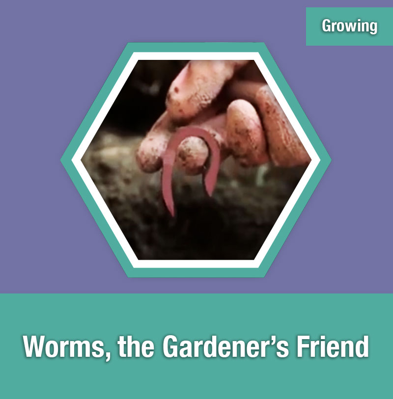ETG Worms, the Gardener's Friend