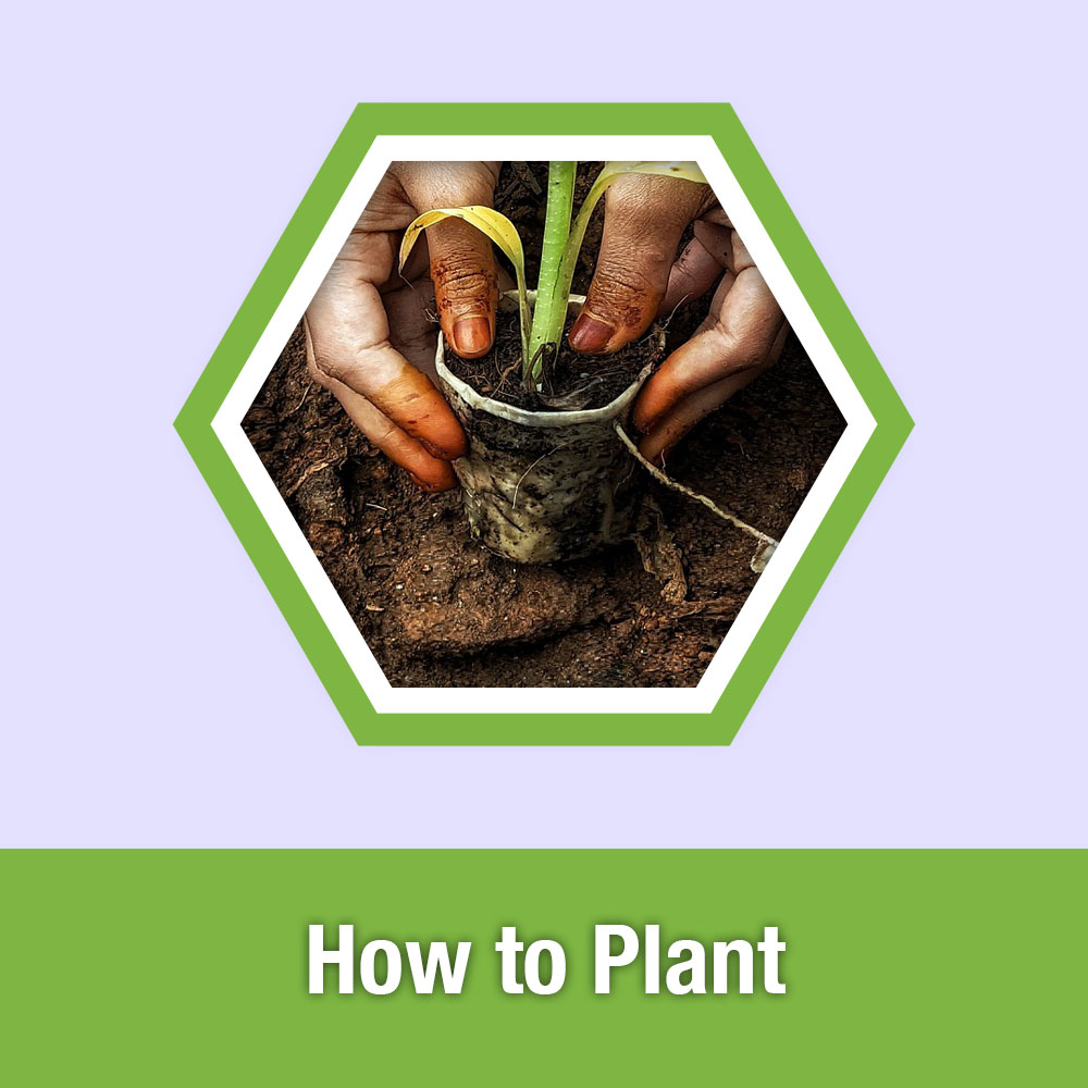 ETG Lesson 3: How to Plant