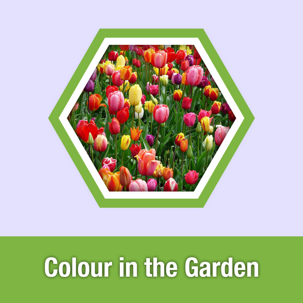 ETG Lesson 4: Colour in the Garden