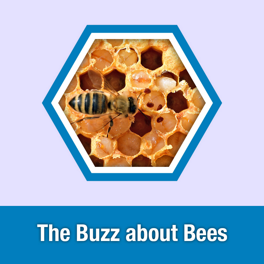 ETG Lesson 5: The Buzz about Bees
