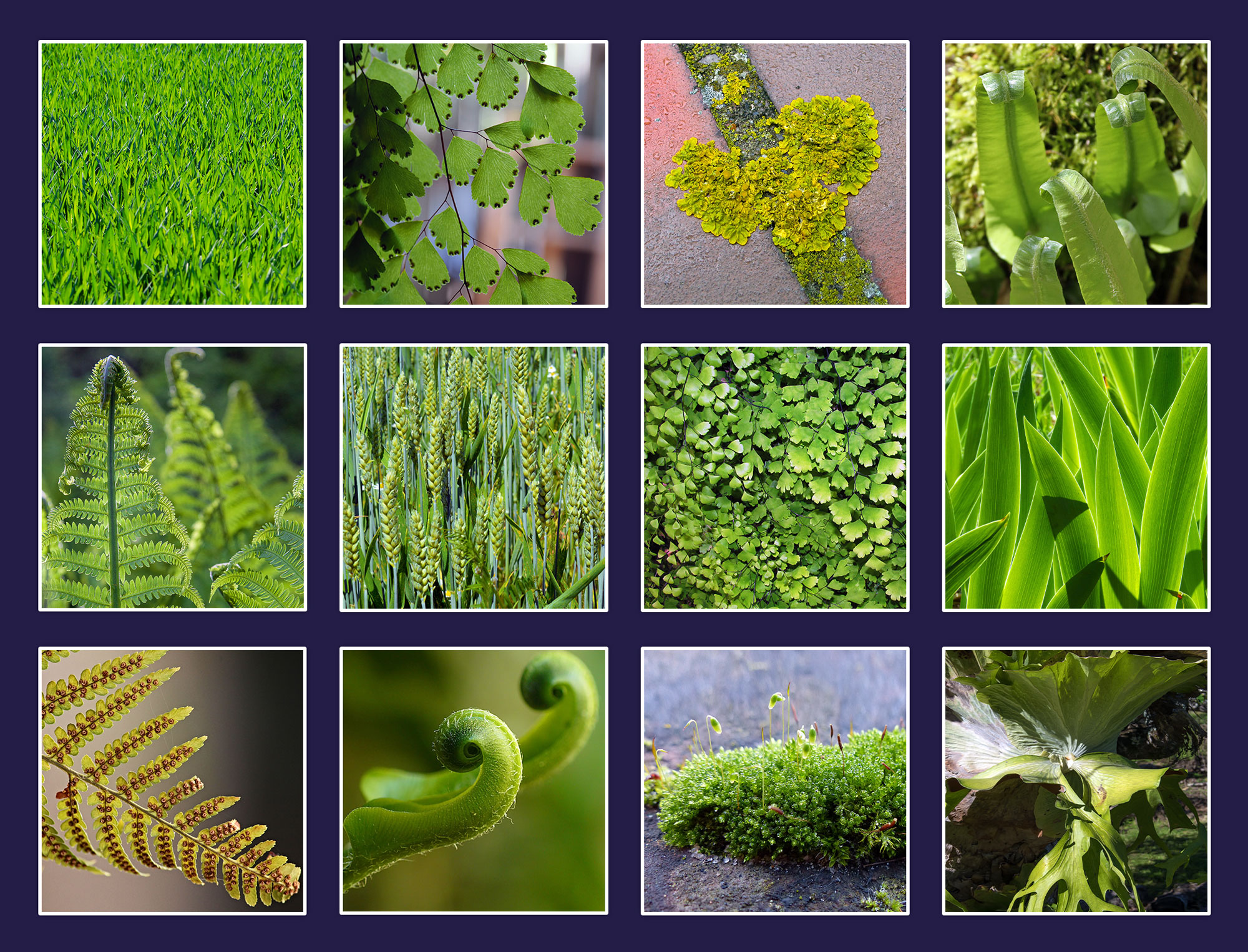 Ferns Mosses And Lichen 7 English Through Gardening By Reep